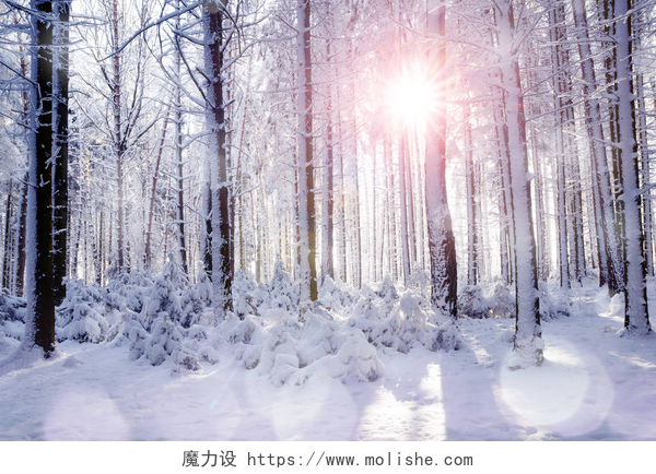 在阳光充足的天气下白雪皑皑的地面和充满雪挂的树木冬天, 森林里的树木树干之间的日出。树林里的雪景.